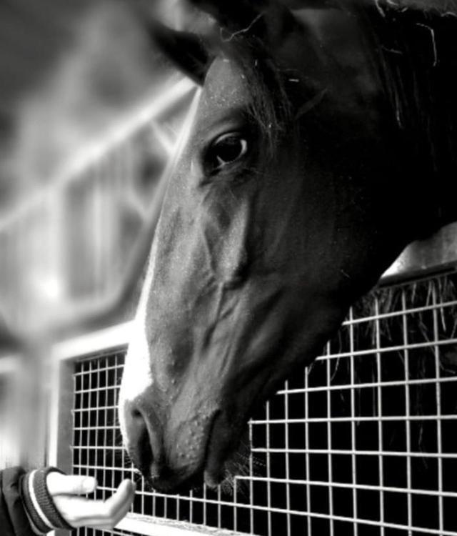 B&B Haras De La Cour Fleury Saint-Michel-de-Livet Экстерьер фото